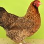 v 97 JLVP55 Zwerg-Niederrheiner kennsperber van Dieken Merle + Rieke